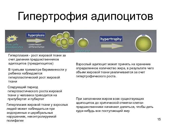 Гипертрофия адипоцитов тотальная при ожирении локальная при целлюлите Гиперплазия - рост