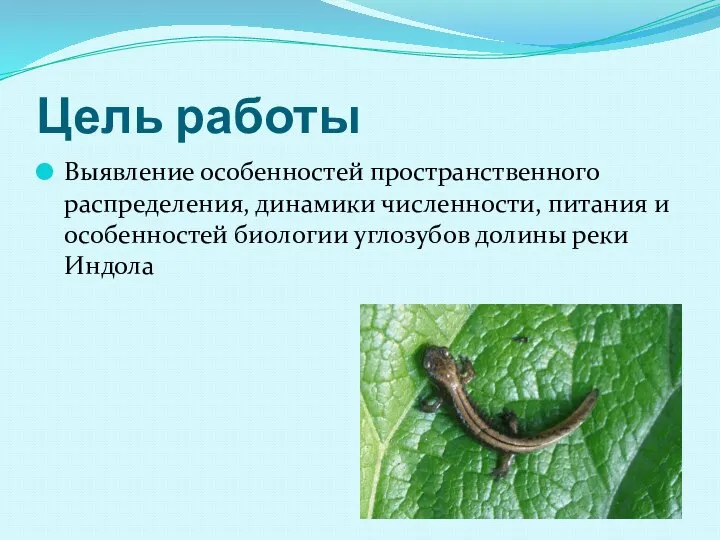 Цель работы Выявление особенностей пространственного распределения, динамики численности, питания и особенностей биологии углозубов долины реки Индола