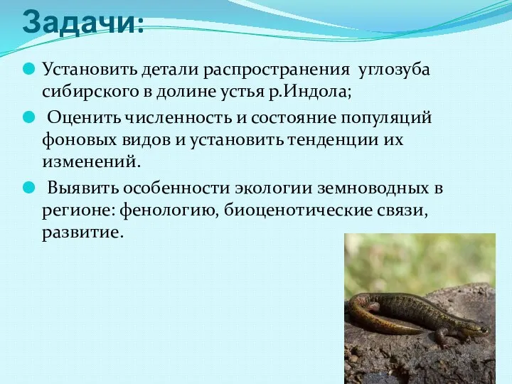 Задачи: Установить детали распространения углозуба сибирского в долине устья р.Индола; Оценить