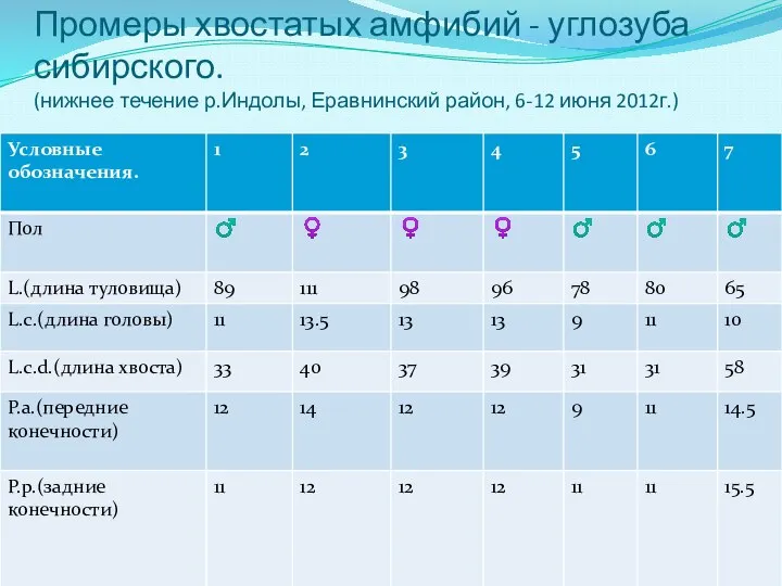 Промеры хвостатых амфибий - углозуба сибирского. (нижнее течение р.Индолы, Еравнинский район, 6-12 июня 2012г.)