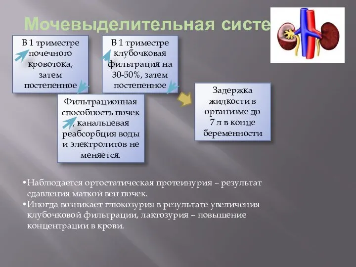 Мочевыделительная система В 1 триместре почечного кровотока, затем постепенное В 1