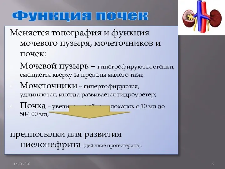 Меняется топография и функция мочевого пузыря, мочеточников и почек: Мочевой пузырь