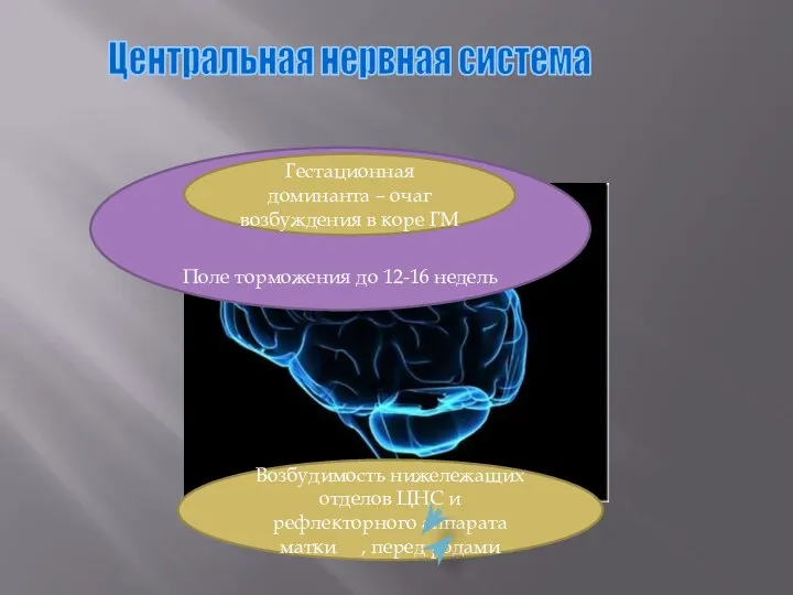 Центральная нервная система Поле торможения до 12-16 недель Гестационная доминанта –