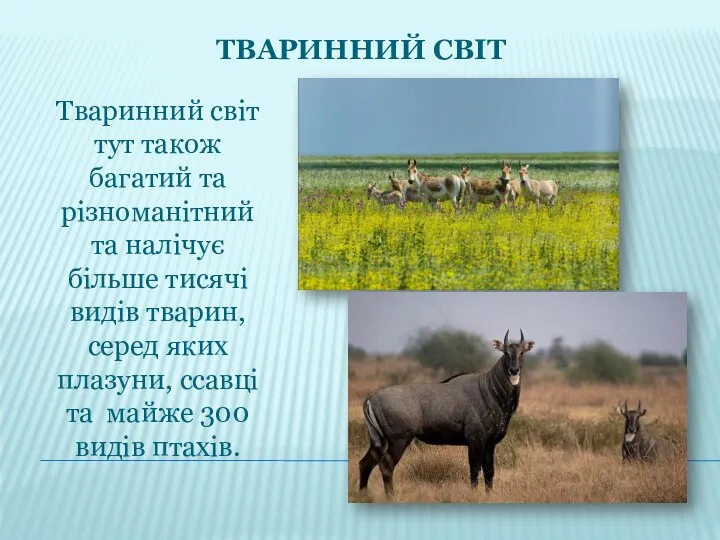 ТВАРИННИЙ СВІТ Тваринний світ тут також багатий та різноманітний та налічує