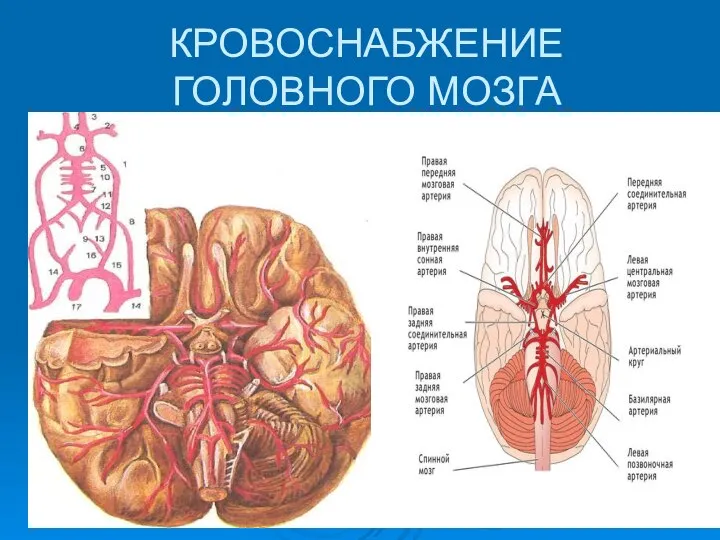 КРОВОСНАБЖЕНИЕ ГОЛОВНОГО МОЗГА