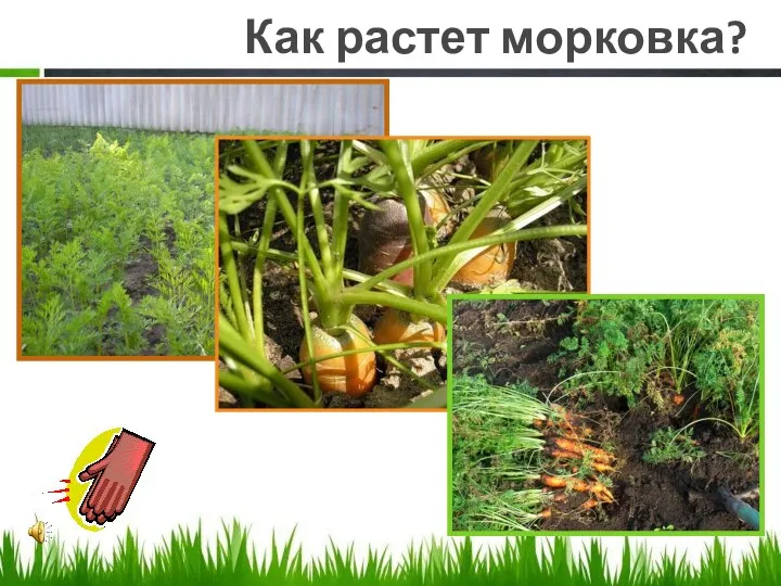 Как растет морковка?