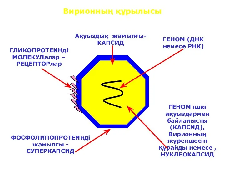 Вирионның құрылысы ГЕНОМ (ДНК немесе РНК) ГЕНОМ ішкі ақуыздармен байланысты (КАПСИД),