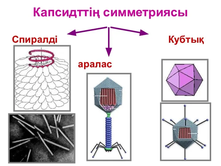 Капсидттің симметриясы Спиралді Кубтық аралас