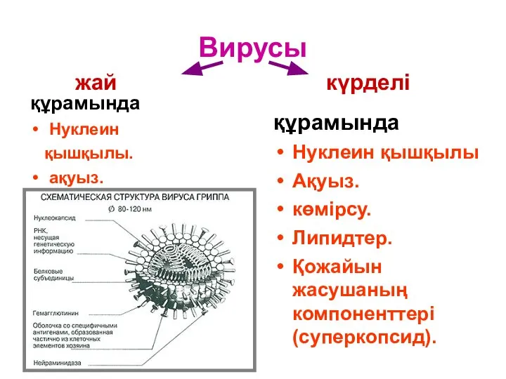 Вирусы құрамында Нуклеин қышқылы. ақуыз. жай күрделі құрамында Нуклеин қышқылы Ақуыз. көмірсу. Липидтер. Қожайын жасушаның компоненттері(суперкопсид).