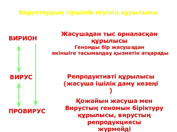 Вирустардың тіршілік етуінің құрылымы ВИРИОН ВИРУС ПРОВИРУС Жасушадан тыс орналасқан құрылысы