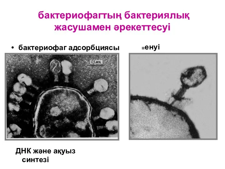 бактериофагтың бактериялық жасушамен әрекеттесуі бактериофаг адсорбциясы енуі ДНК және ақуыз синтезі қалыптасуы