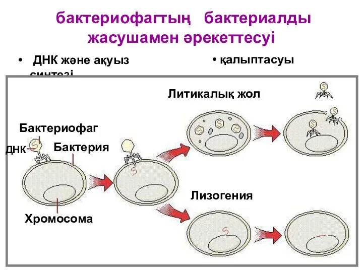 бактериофагтың бактериалды жасушамен әрекеттесуі ДНК және ақуыз синтезі Лизогения Литикалық жол Бактерия Хромосома Бактериофаг ДНК қалыптасуы