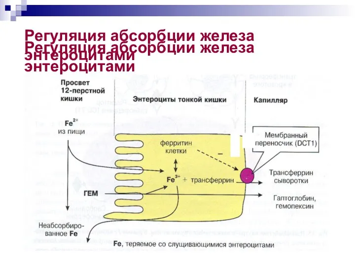 Регуляция абсорбции железа энтероцитами Регуляция абсорбции железа энтероцитами