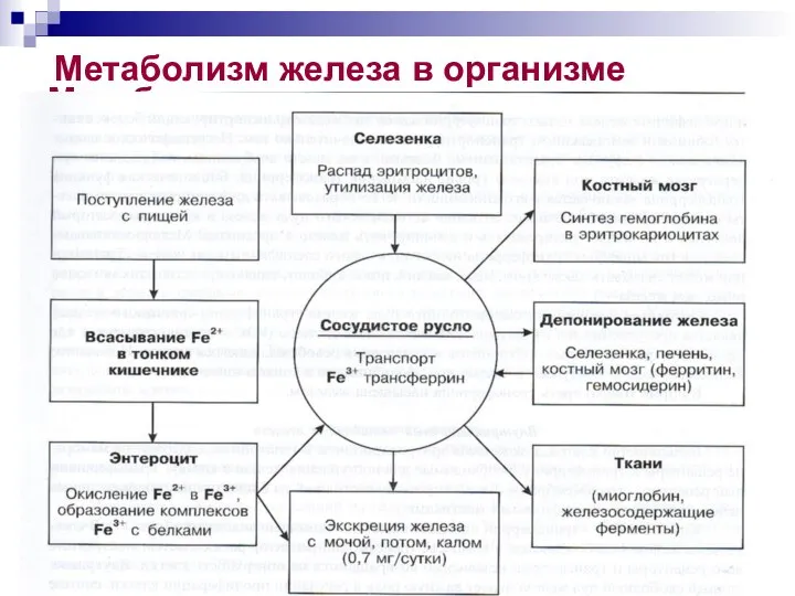 Метаболизм железа в организме Метаболизм железа в организме