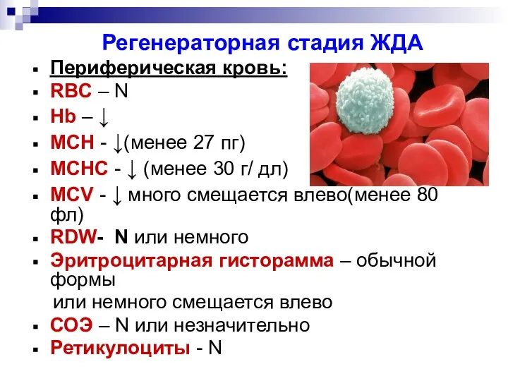 Регенераторная стадия ЖДА Периферическая кровь: RBC – N Hb – ↓