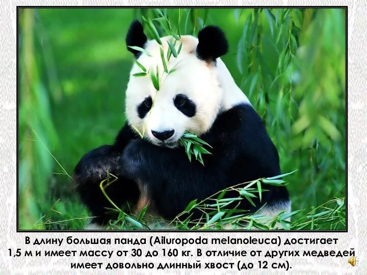 В длину большая панда (Ailuropoda melanoleuca) достигает 1,5 м и имеет