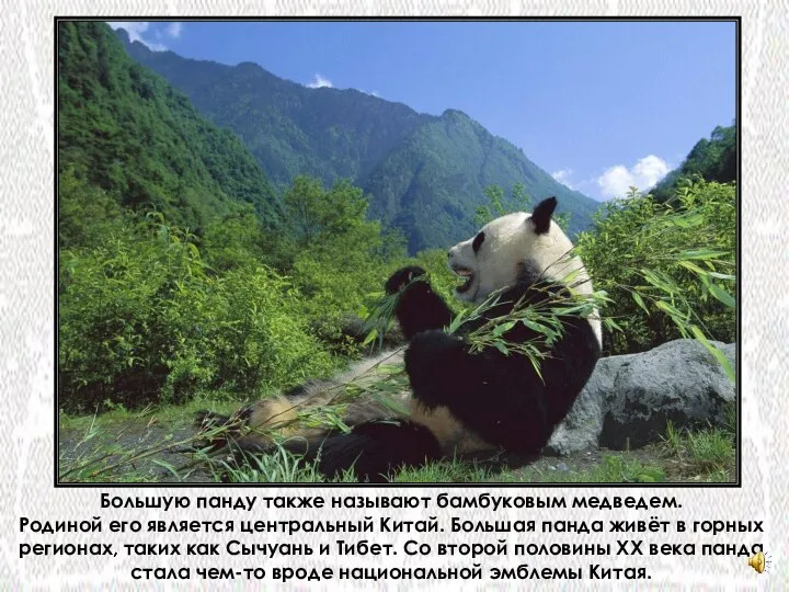 Большую панду также называют бамбуковым медведем. Родиной его является центральный Китай.