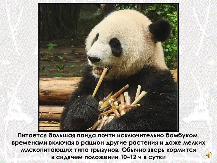 Питается большая панда почти исключительно бамбуком, временами включая в рацион другие
