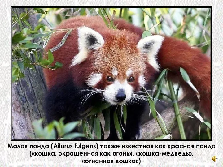 Малая панда (Ailurus fulgens) также известная как красная панда («кошка, окрашенная как огонь», «кошка-медведь», «огненная кошка»)