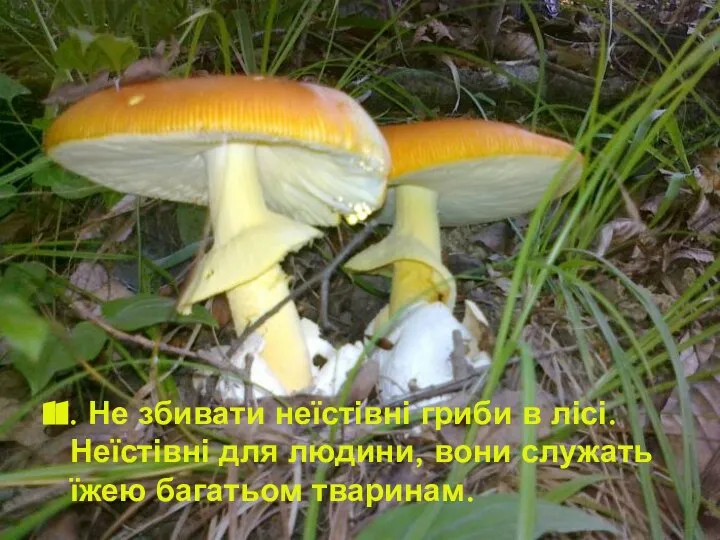 11. Не збивати неїстівні гриби в лісі. Неїстівні для людини, вони служать їжею багатьом тваринам.