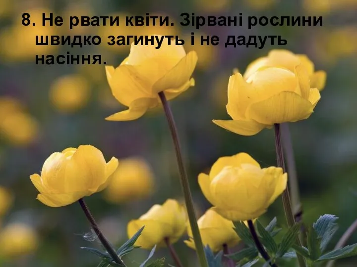 8. Не рвати квіти. Зірвані рослини швидко загинуть і не дадуть насіння.