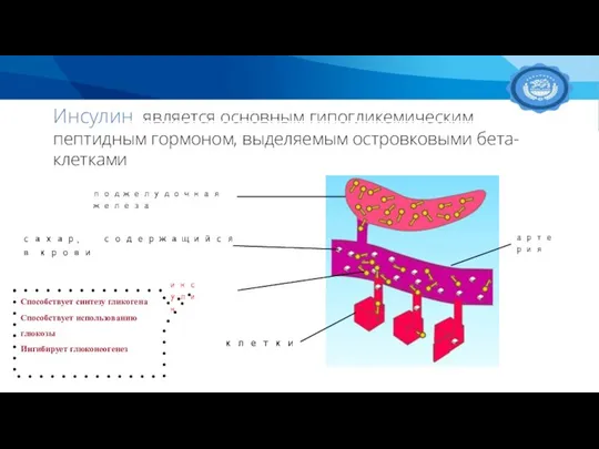 Инсулин является основным гипогликемическим пептидным гормоном, выделяемым островковыми бета-клетками поджелудочная железа