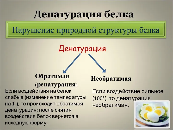 Денатурация белка Денатурация Нарушение природной структуры белка Обратимая (ренатурация) Необратимая Если