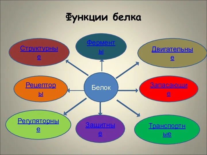 Функции белка Белок Структурные Рецепторы Ферменты Запасающие Транспортные Двигательные Регуляторные Защитные