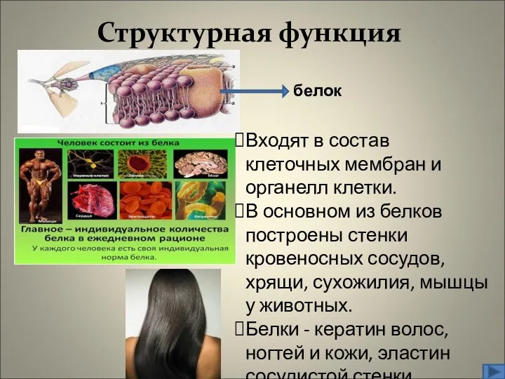 Структурная функция Входят в состав клеточных мембран и органелл клетки. В