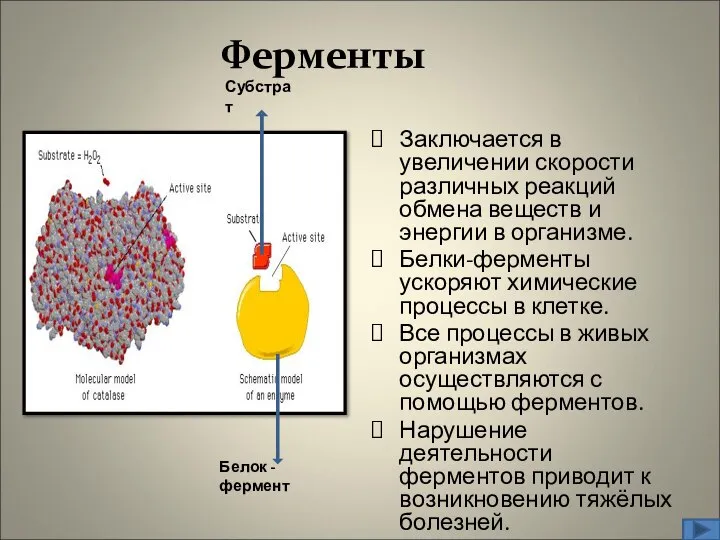 Заключается в увеличении скорости различных реакций обмена веществ и энергии в