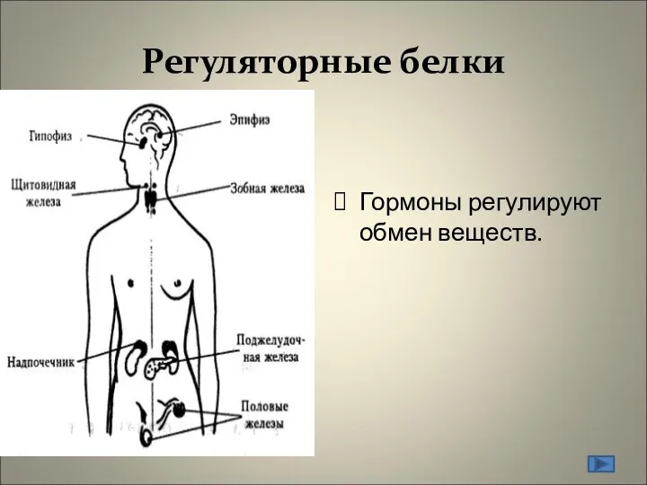 Регуляторные белки Гормоны регулируют обмен веществ.