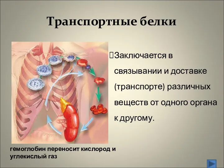 Транспортные белки Заключается в связывании и доставке (транспорте) различных веществ от