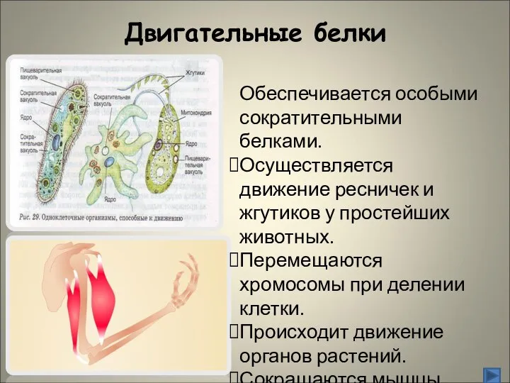 Двигательные белки Обеспечивается особыми сократительными белками. Осуществляется движение ресничек и жгутиков