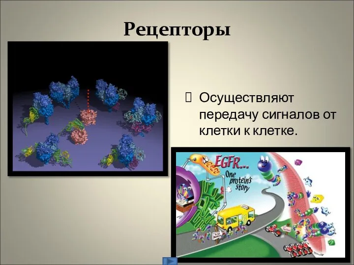 Рецепторы Осуществляют передачу сигналов от клетки к клетке.