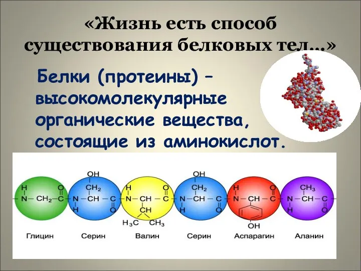 «Жизнь есть способ существования белковых тел…» Белки (протеины) – высокомолекулярные органические вещества, состоящие из аминокислот.