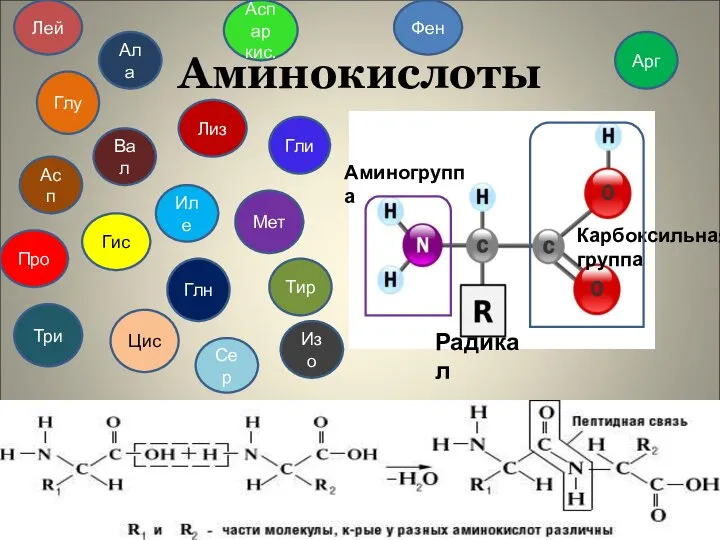 Аминокислоты Гли Вал Лиз Асп Иле Мет Гис Арг Глн Глу