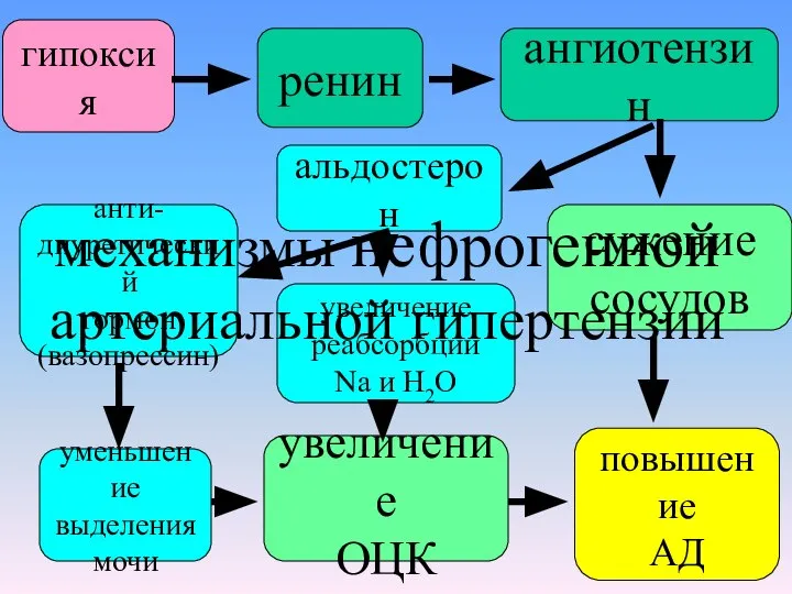 гипоксия ренин ангиотензин сужение сосудов повышение АД анти- диуретический гормон (вазопрессин)