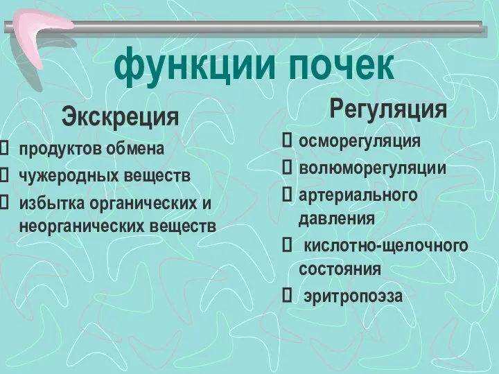 функции почек Экскреция продуктов обмена чужеродных веществ избытка органических и неорганических