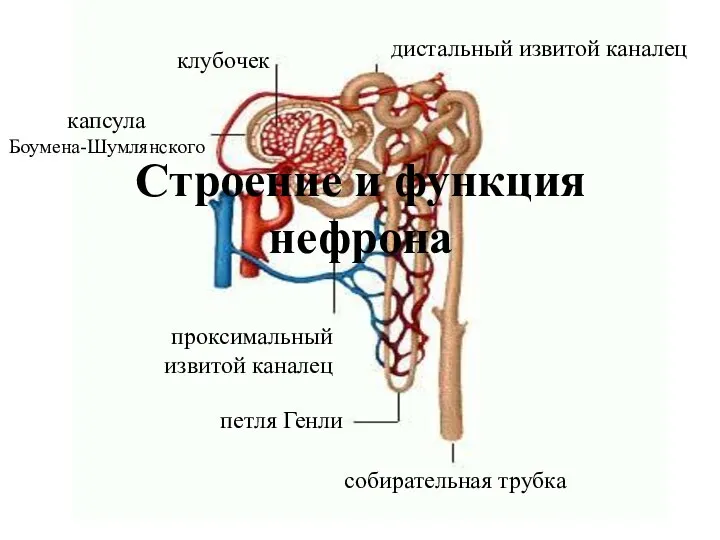 капсула Боумена-Шумлянского петля Генли клубочек дистальный извитой каналец проксимальный извитой каналец