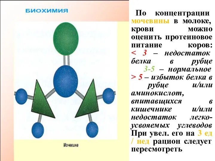 По концентрации мочевины в молоке, крови можно оценить пpотеиновое питание коров: