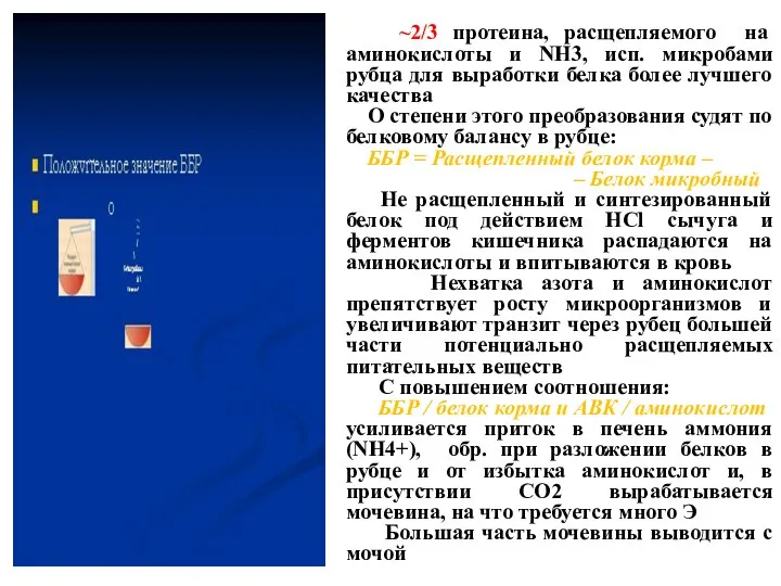 ~2/3 протеина, расщепляемого на аминокислоты и NH3, исп. микробами рубца для