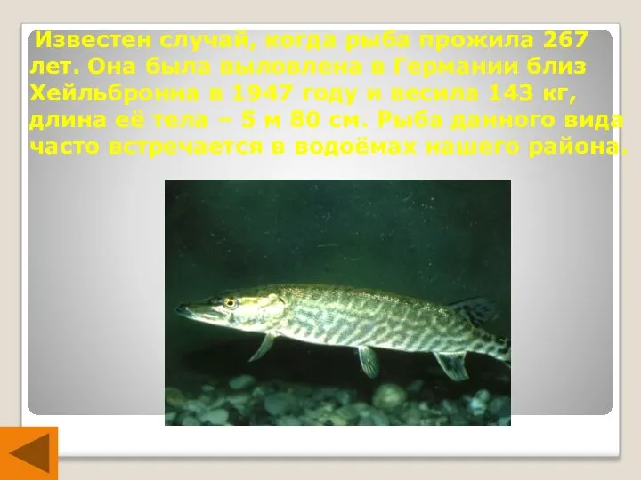 Известен случай, когда рыба прожила 267 лет. Она была выловлена в