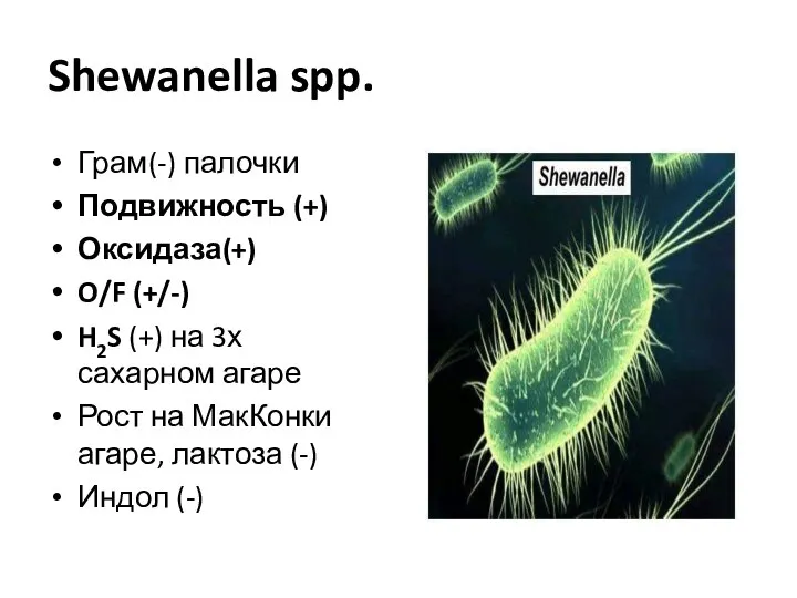 Shewanella spp. Грам(-) палочки Подвижность (+) Оксидаза(+) O/F (+/-) H2S (+)