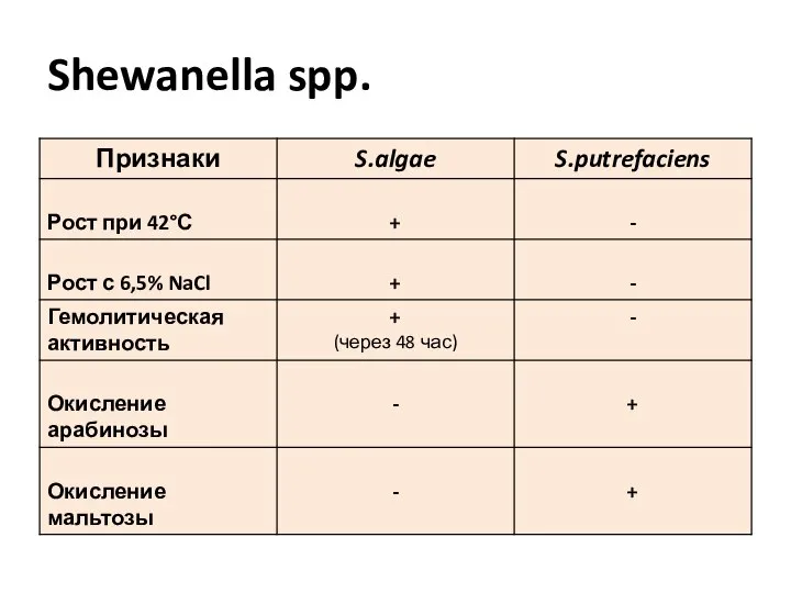 Shewanella spp.