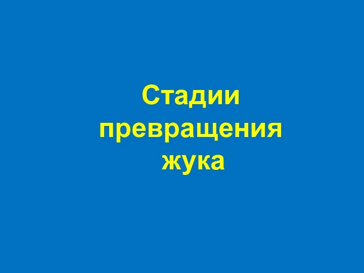 Стадии превращения жука