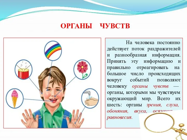 ОРГАНЫ ЧУВСТВ На человека постоянно действует поток раздражителей и разнообразная информация.