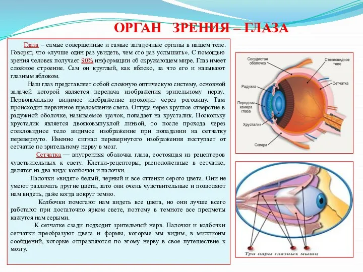 Глаза – самые совершенные и самые загадочные органы в нашем теле.