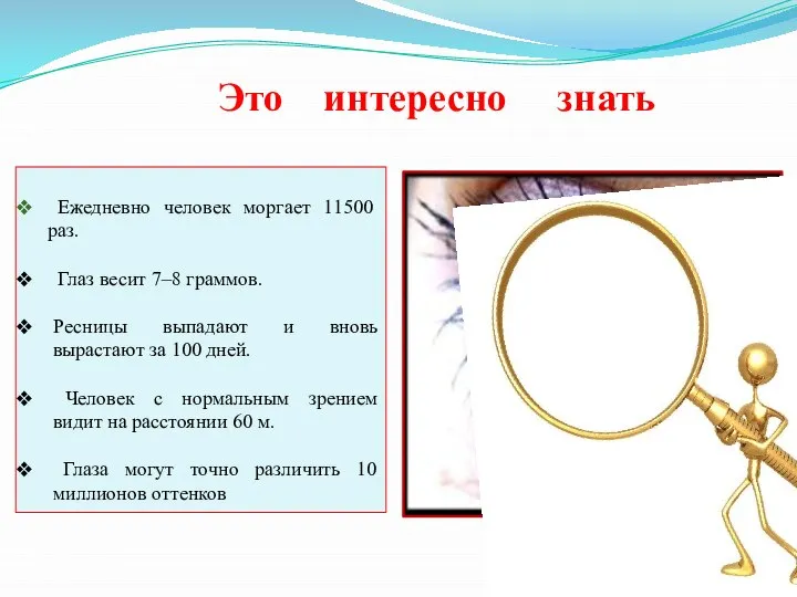 Это интересно знать Ежедневно человек моргает 11500 раз. Глаз весит 7–8