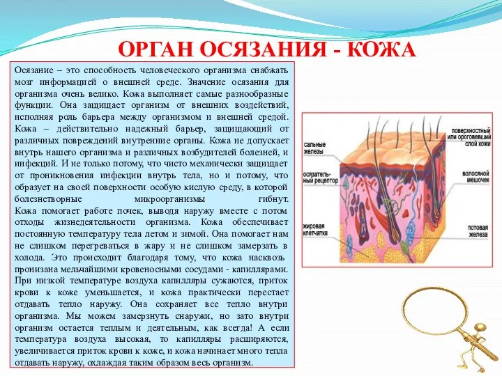 ОРГАН ОСЯЗАНИЯ - КОЖА Осязание – это способность человеческого организма снабжать