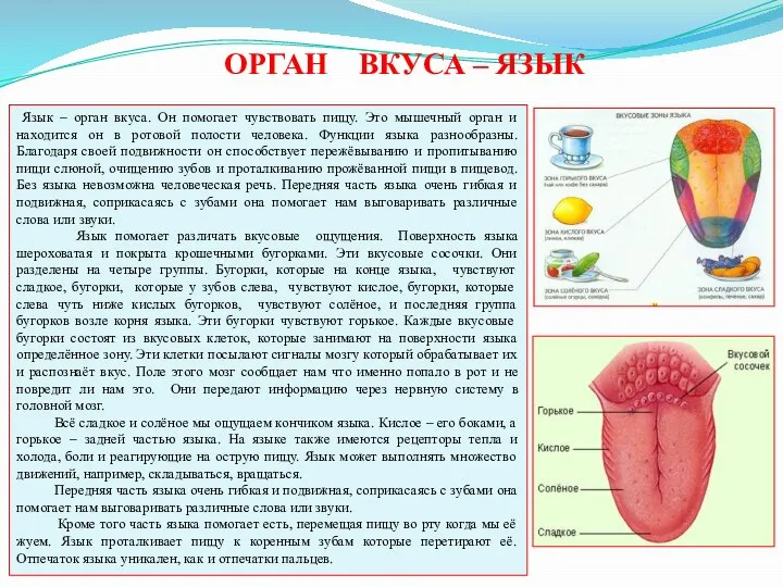 Язык – орган вкуса. Он помогает чувствовать пищу. Это мышечный орган